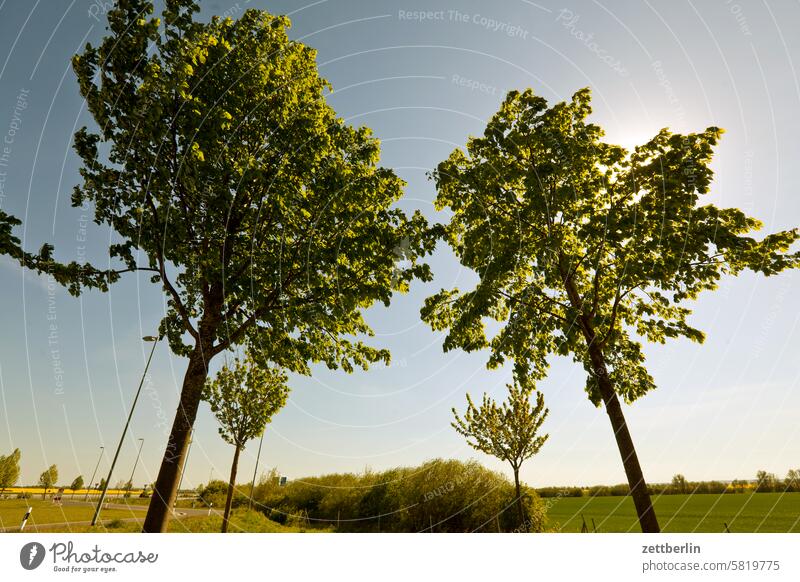 Bäume auf einem Autobahnrastplatz ferien ferne frühling horizont mecklenburg mv reise sehnsucht sommer sonne tourismus urlaub vorpommern weite baum stamm