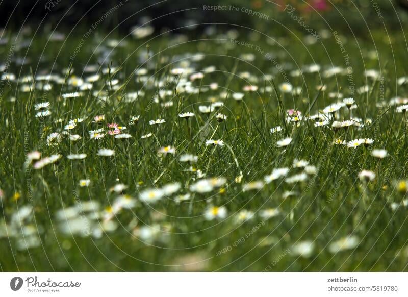 Gänseblümchen blühen blüte erholung erwachen ferien garten hecke kleingarten kleingartenkolonie knospe menschenleer nachbarschaft natur pflanze ruhe saison