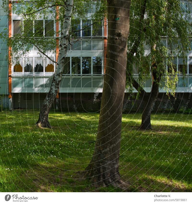 Plattenbau mit viel Grün vorm Fenster mit Gardinen Fassade Bäume Baum Licht und Schatten Licht & Schatten Sonnenlicht Strukturen & Formen Architektur Kontrast