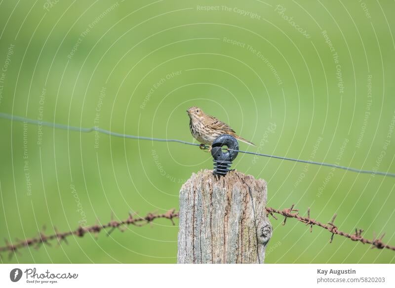 Wiesenpieper Außenaufnahme Vogel Singvögel Anthus pratensis Pieper Gefieder Natur Naturschutzgebiet Passeri Sperlingsvögel Passeriformes Vogelschutzgebiet Zaun