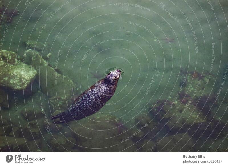 Eine Robbe, die mit dem Kopf aus dem Wasser ragt, in dem sich Seesterne befinden Sealife Siegel Robben Wassertier aquatisches Leben Meer marin Farbfoto Tierwelt