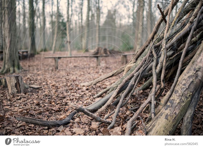 SpielWiese Umwelt Natur Landschaft Winter Baum Wald authentisch Freude Lebensfreude ruhig Idylle Zweige u. Äste Holzbrett Spielwiese Baumstumpf Blatt Laubwald