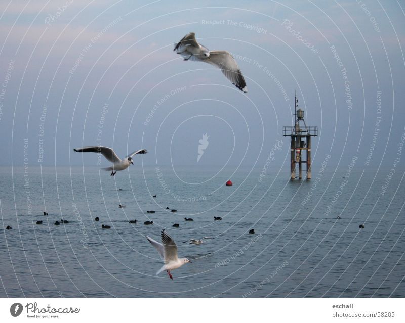 Flugartisten II Farbfoto Gedeckte Farben Außenaufnahme Dämmerung Freiheit Meer Natur Tier Wasser Himmel See Vogel fliegen Geschwindigkeit blau grau beweglich