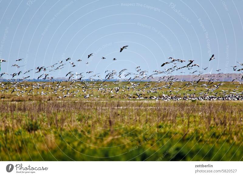 Hiddensee - Weißwangengänse ferien frühling grieben hiddensee insel kloszer mecklenburg meer mv nezuendorf ostsee reise sommer sonne strand tourismus urlaub