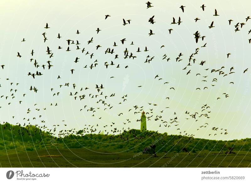 Hiddensee - Weißwangengänse über dem Dornbusch ferien frühling grieben hiddensee insel kloszer mecklenburg meer mv nezuendorf ostsee reise sommer sonne strand