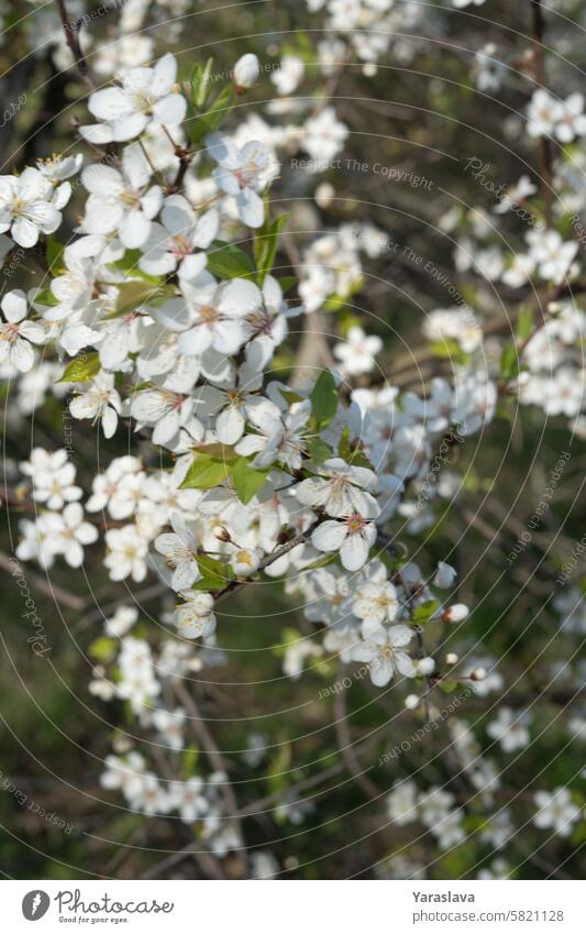 Baum, Natur, Blume, Blüte, Saison, Frühling, Frühling, Hintergrund, floral, Blatt, Landschaft, im Freien, Park, Pflanze, Kirsche, schön, Blüte, Umwelt, grün, Zweig