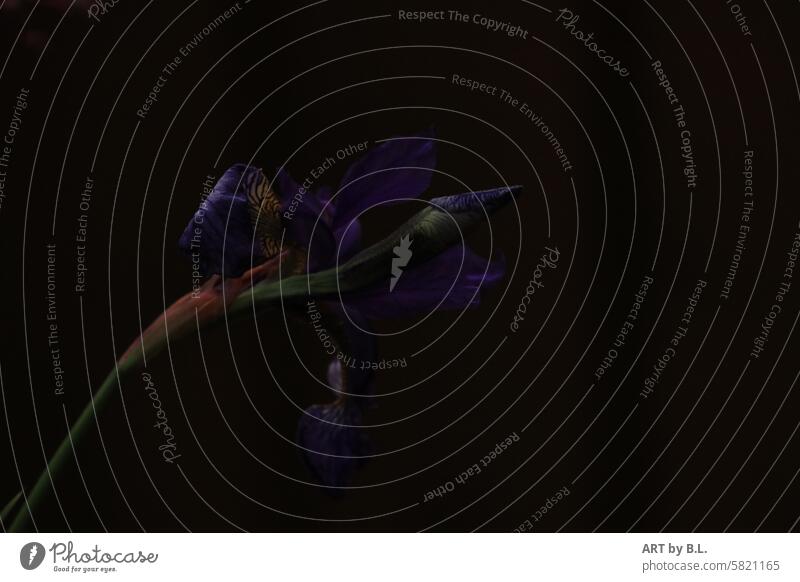 Iris wartet auf das Licht wunder Natur schönheit blumenbeet grün blau blütenstiel blütenstengel flora floral natur garten stolz anmutig selbstbewußt