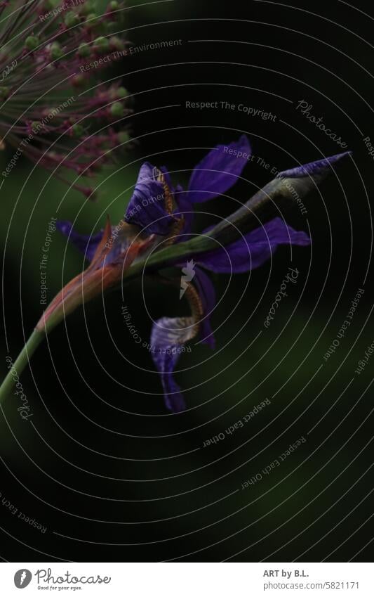 Iris im Hochformat selbstbewußt anmutig stolz wunder natur garten blüte blume floral blütenstengel blütenstiel schönheit blumenbeet grün blau wunder Natur