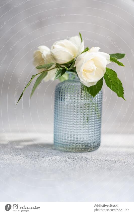 Elegante weiße Rosen in strukturierter blauer Glasvase Roséwein Vase Blume minimalistisch Textur Hintergrund grau Ordnung geblümt frisch elegant einfach Dekor