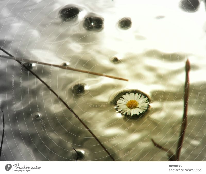 im Goldfluss Gänseblümchen Gras Licht Blüte Wasser gold Schatten Im Wasser treiben