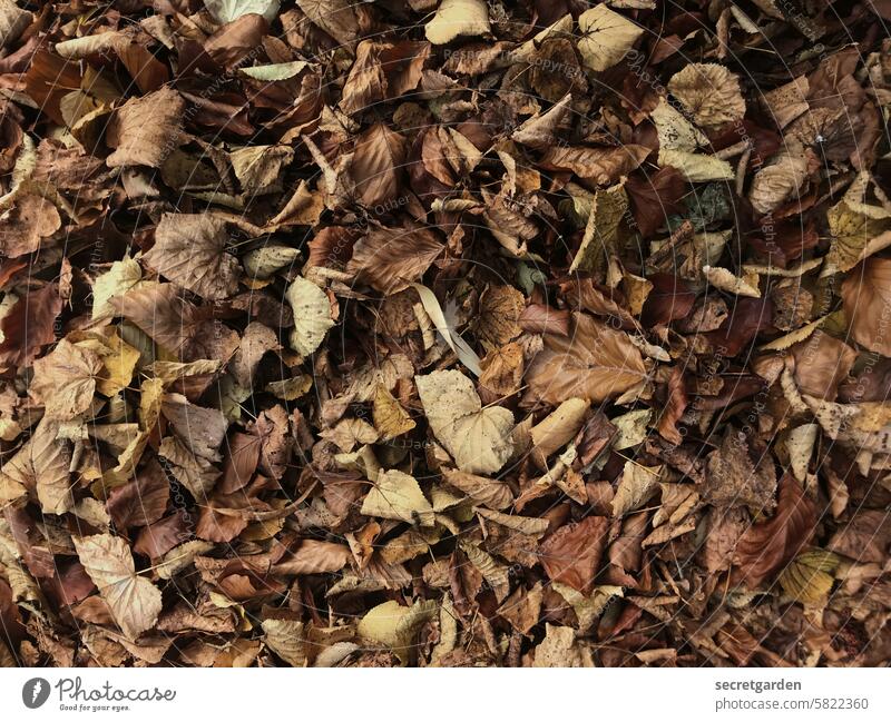 imaginärer Geruch Herbst Blätter Herbstblätter braun Jahreszeit Muster Blätterhaufen verwelkt vertrocknet herbstlich Herbstlaub Natur Vergänglichkeit