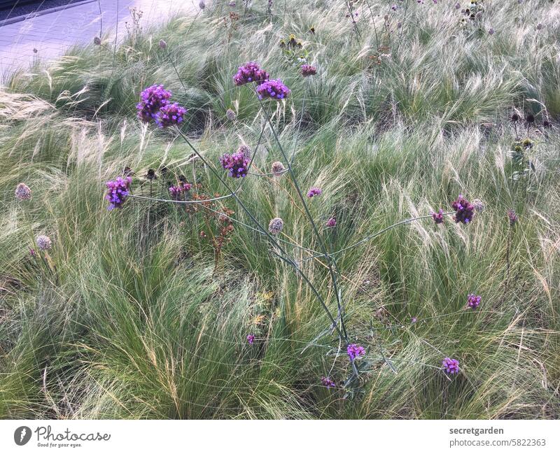 Fest & Flauschig Gräser Pflanze Natur Naturerlebnis Blumen lila violett grün landschaftsbau Pflanzen Pflanzenwelt zart Planung flauschig Sommer Blüte natürlich