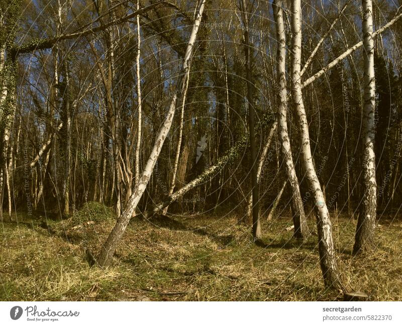 Co2 Speicher Wald Natur Klima Birke grün dicht Naturschutzgebiet Naturerlebnis Naturliebe naturverbunden Baum Umwelt Außenaufnahme Landschaft Baumstamm ruhig