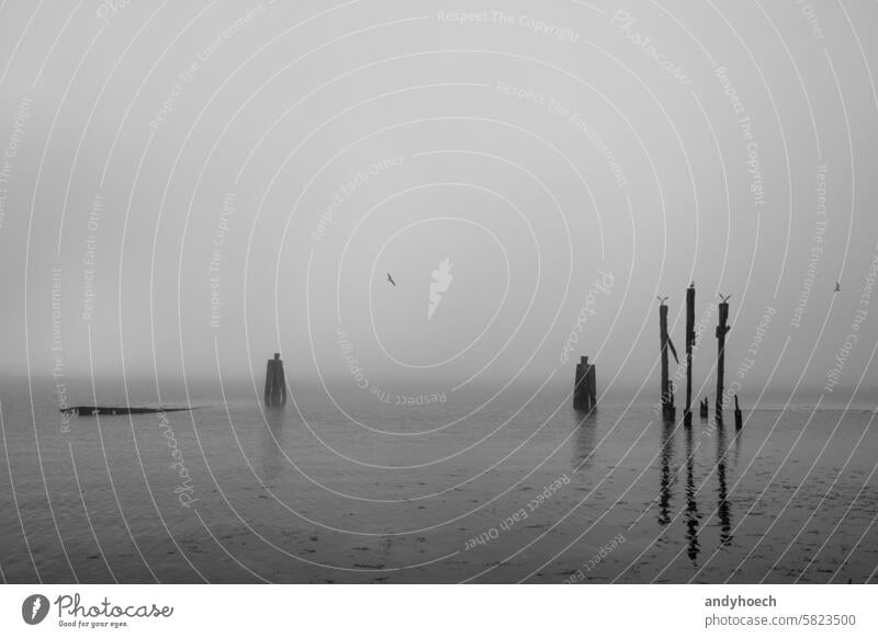 Möwen auf altem Holzhafen mit gesunkenem Rumpf und Nebel abstrakt schön Klima Wolken Wolkenlandschaft wolkig Küste Textfreiraum Dunkelheit dramatisch träumen