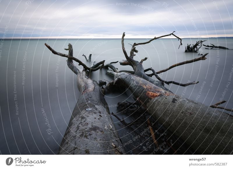 Gestürzte Riesen Natur Landschaft Pflanze Wasser Himmel Wolken Horizont Herbst Baum Küste Ostsee blau grau Wasseroberfläche Wolkenhimmel Wolkendecke Baumstamm