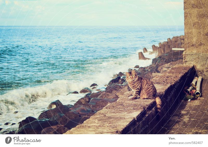 Meerkatze Landschaft Himmel Wolken Schönes Wetter Felsen Wellen Küste Mauer Wand Tier Haustier Katze 1 beobachten Neugier blau Farbfoto Gedeckte Farben