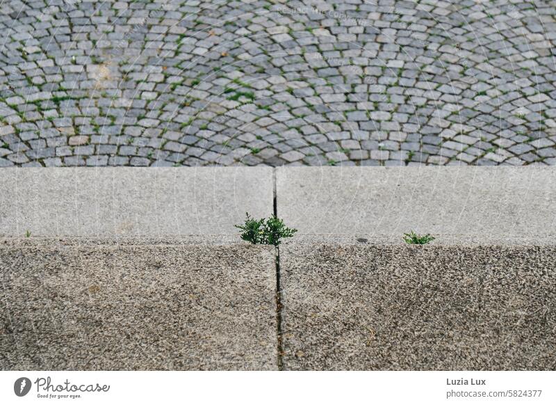 Ritzenkönige... drängen aus den Spalten einer Treppe grün Bodenbelag Vogelperspektive Sonnenlicht Strukturen & Formen Menschenleer geordnet Architektur Platz