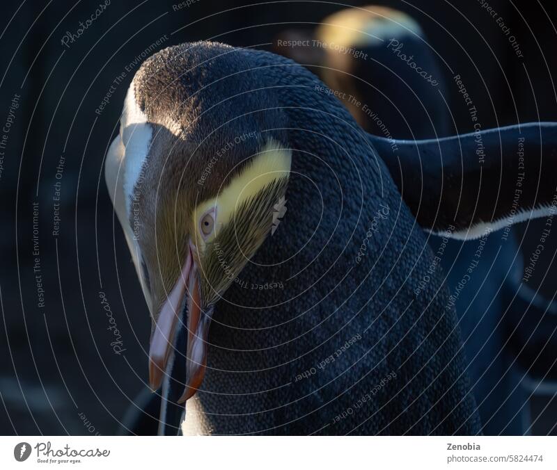 Gelbaugenpinguin beim Striegeln mit unscharfem Pinguin im Hintergrund. Gelbaugenpinguine (Megadyptes antipodes) sind ein seltener Pinguin, der in Neuseeland endemisch ist.