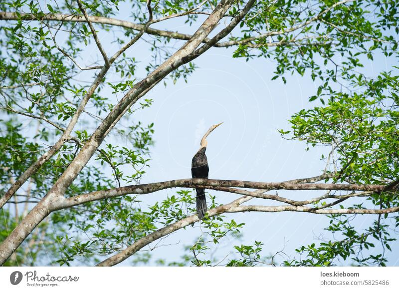 Orientalischer Schlangenhalsvogel, Anhinga melanogaster, sitzend in einem sonnenbeschienenen Baum in Sukau, Sabah, Borneo, Malaysia Orientalische Heidelibelle