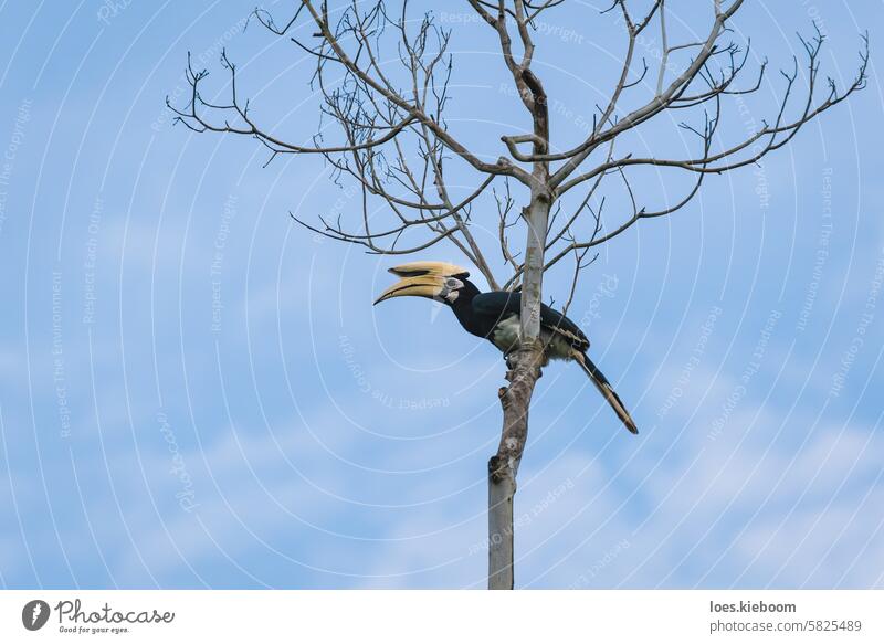 Orientalischer Elsterhornvogel in einem blattlosen Baum am blauen Himmel mit weichen Wolken in Sukau, Malaysia Orientalischer Gelbschnabel-Hornvogel