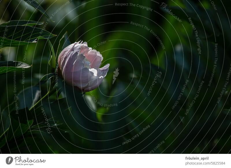 Pfingstrose rosa Frühling Blüte Blume Natur schön Pflanze Blühend Garten Farbfoto zart