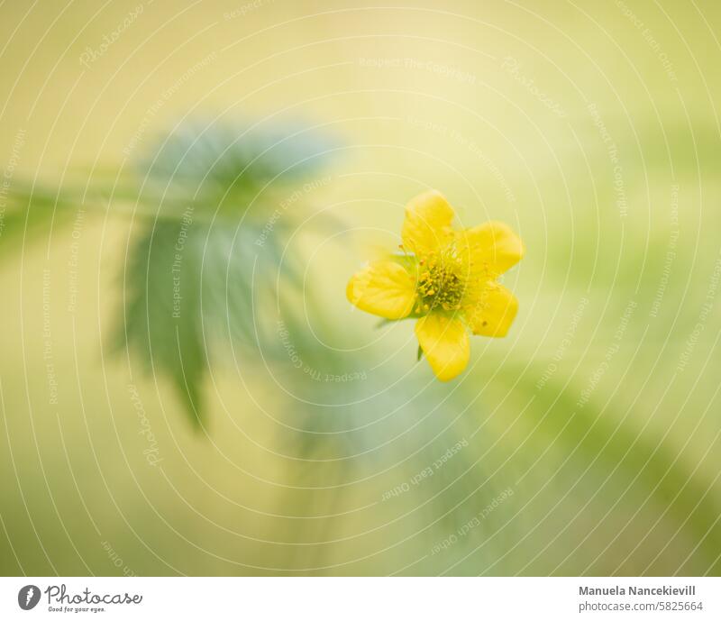 "Unkraut nennt man die Pflanzen, deren Vorzüge noch nicht erkannt wurden" R.W.Emerson Gartenpflanzen Gartenblume Blume Blüte Natur Blühend natürlich Unschärfe