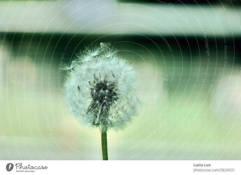 Löwenzahnsamen im Abflug Pusteblume grün zart windig filigran Leichtigkeit Pflanze Samen leicht Frühling natürlich verblüht weiß Wildpflanze Schirmchen