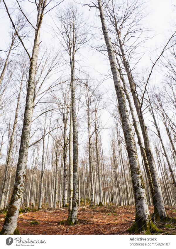 Birkenwald im Herbst ohne Laub Wald Baum Blatt umgefallene Blätter Natur Wälder Kofferraum Himmel unfruchtbar Gelassenheit Landschaft Saison im Freien