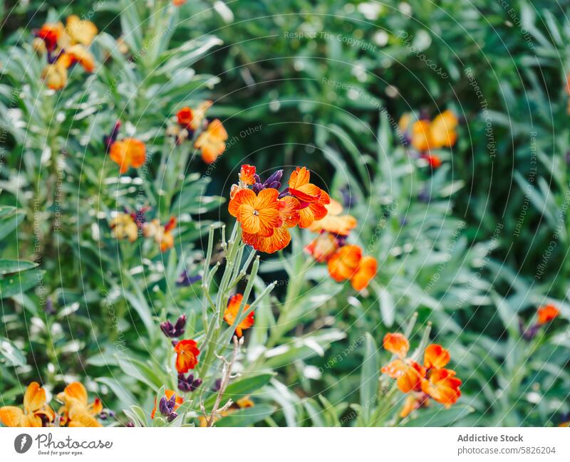 Leuchtend orangefarbene Mauerblümchen blühen in grünem Laub erysimum Blume Blütenblatt Vene Blatt Laubwerk Blütezeit Flora Pflanze Garten Gartenbau Natur