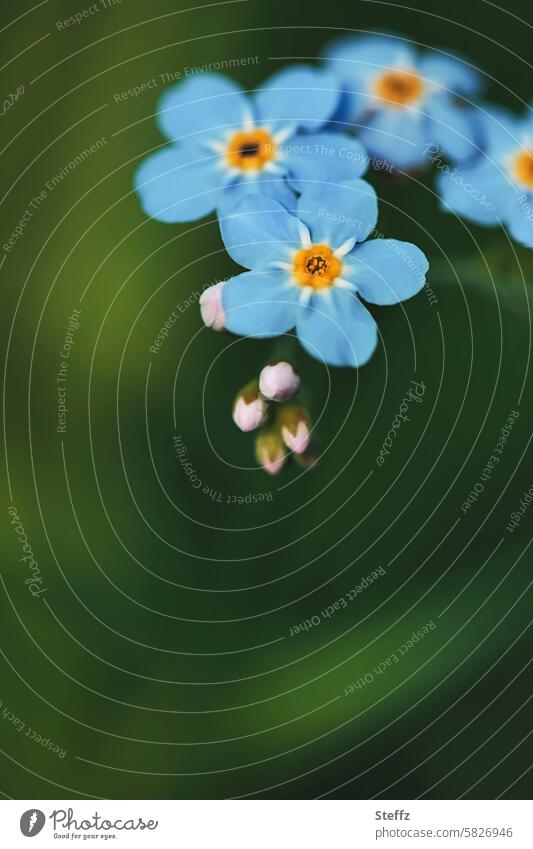 das Vergissmeinnicht blüht wieder Frühlingsblüten Frühlingsblumen Blümchen Wildpflanzen Wildblumen blaue Blüten Gartenblumen grün fein Zierblüten Zierpflanzen