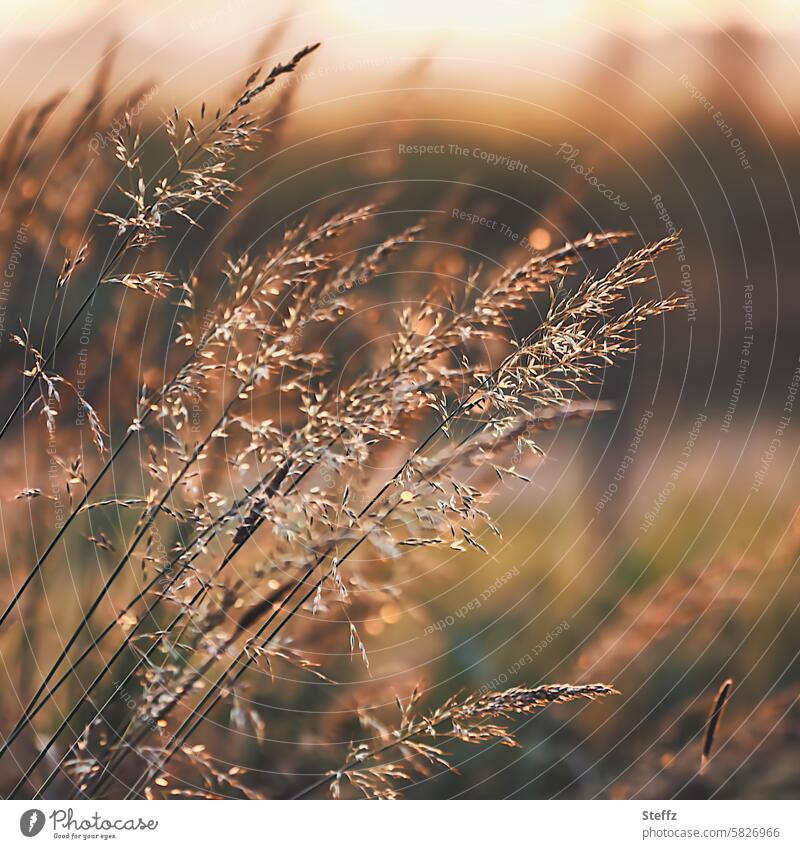 Gräser im warmen Sonnenlicht Gras Grasbüschel Grasblüte Graswiese blühen Brauntöne sonnig Gegenlicht Sommerwiese Wildpflanzen Wiese sommerlich gewöhnlich