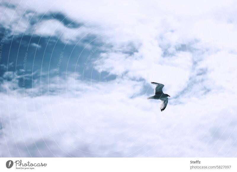 eine Möwe fliegt unter der Wolkendecke Vogel Möwenflug Vogelflug fliegen Meeresvogel Himmelbild Luft Freiheit frei hoch blau Wildvogel Wolkenhimmel Flügel