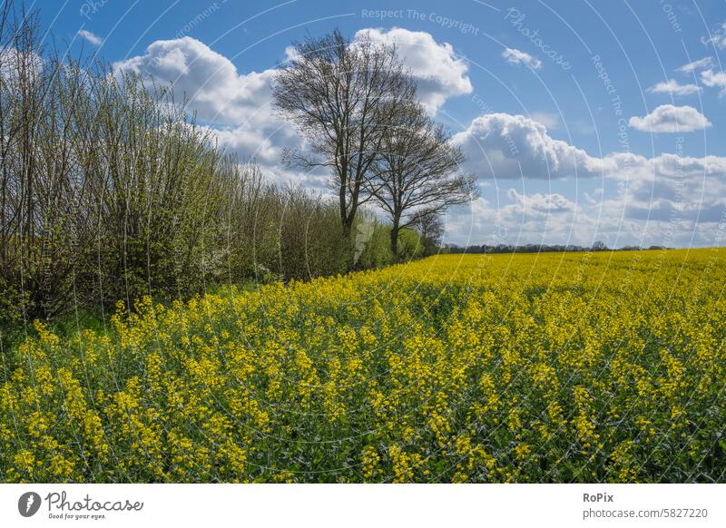 Rapsblüte an einem schönen Frühlingstag. Rapsfeld Landwirtschaft Acker Blume Pflanze Ackerbau Landschaft Kulturlandschaft Natur Kornfeld flower Feld Getreide