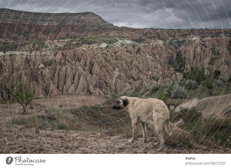 Straßenhund in Kappadokien Hund Göreme Tier Haustier Augen Landschaft Einsamkeit Fell Gedanken Anmut liebe Zuneigung vertrauen Zärtlichkeit schnauze Nase