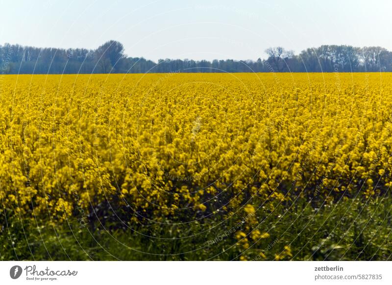 Raps ferien ferne frühling horizont mecklenburg meer mv ostsee reise sehnsucht sommer sonne tourismus urlaub vorpommern weite landwirtschaft feld rapsfeld