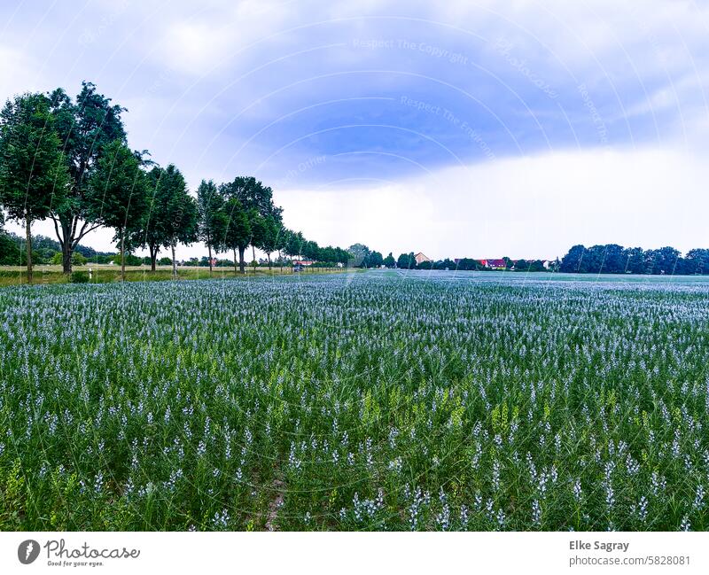 Blau blühendes Feld am Straßenrand Nutzpflanze blaue Blumen Frühling natürlich Unschärfe romantisch blaue Blüten zarte Blüten Tageslicht natürliches Licht