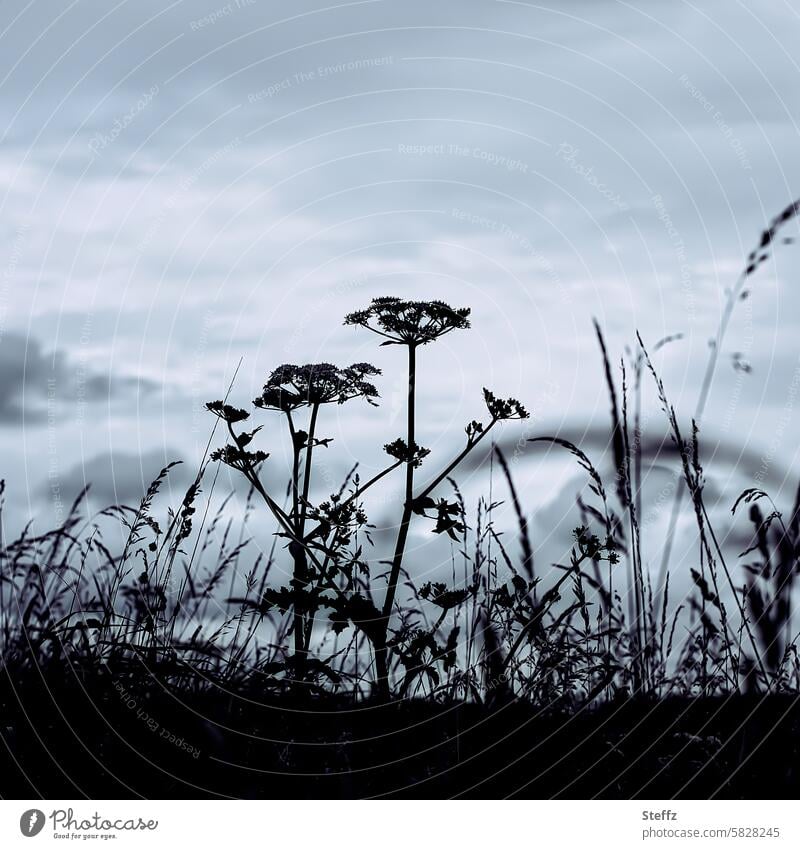 wilde Natur im Abendlicht Wildpflanzen Gräser Wilde Möhre Silhouetten Wiese Wiesenpflanzen draußen Ruhe ruhig Stimmung stimmungsvoll Abendstimmung Stimmungsbild