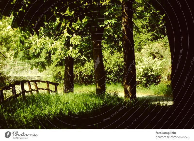 Wald und Wiese und Zaun Baum Bäume im Grünen Natur wachsen Sommer Landschaft baum Umwelt grün Idylle