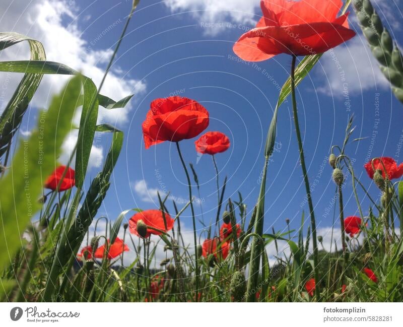 Mohnblumen vor blauem Himmel Mohnblüte Sommer rot fröhlich Klatschmohn Blume Pflanze blühen roter mohn Blumenfeld Feld Mohnwiese sommerlich leuchten Wiese