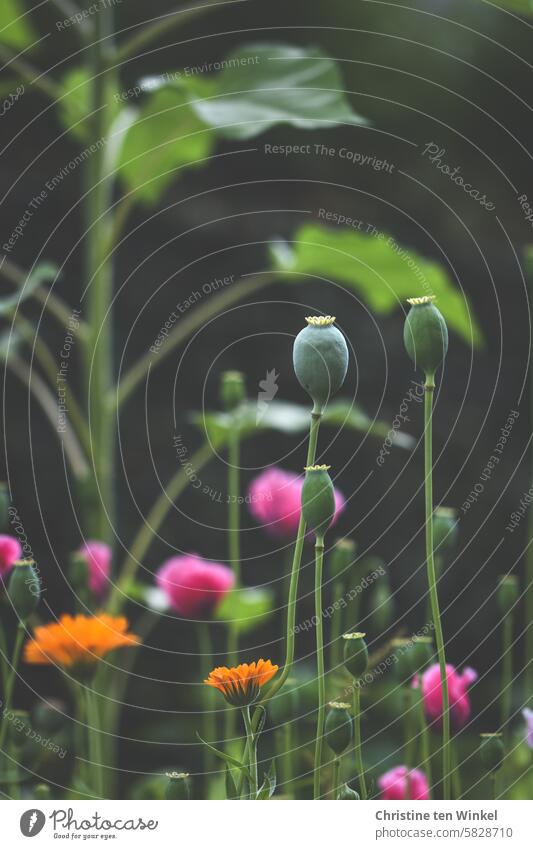 verblühter Mohn Mohnblumen Mohnliebe Mohnblüten Blumen Ringelblumen Mohnkapseln Sommer sommerlich Bienenweide Insektenweide leuchtende Farben durcheinander