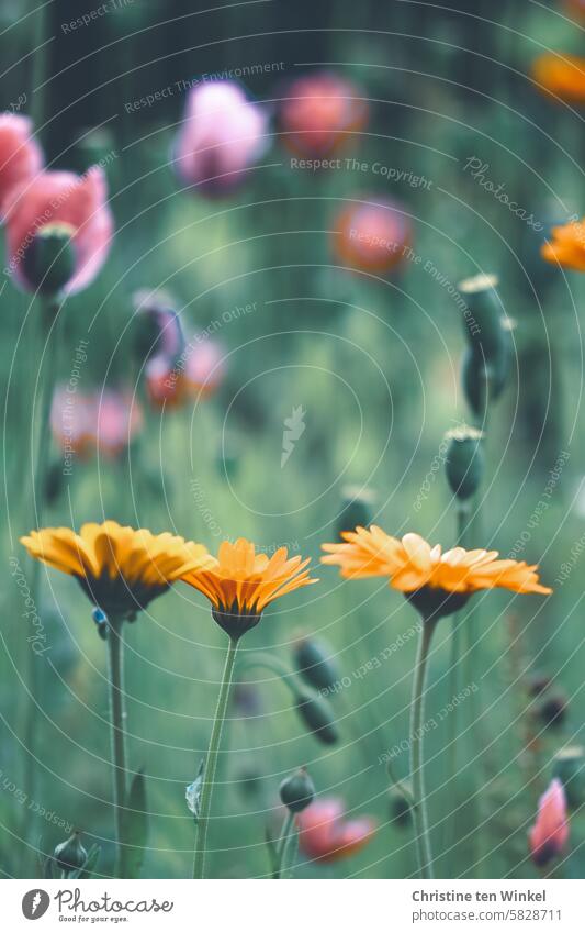 Ringelblumen und Mohnblumen im Garten Blumen Mohnblüten Mohnliebe Klatschmohn Papaver rhoeas Mohnkapseln sommerlich Sommer leuchtende Farben Insektenweide