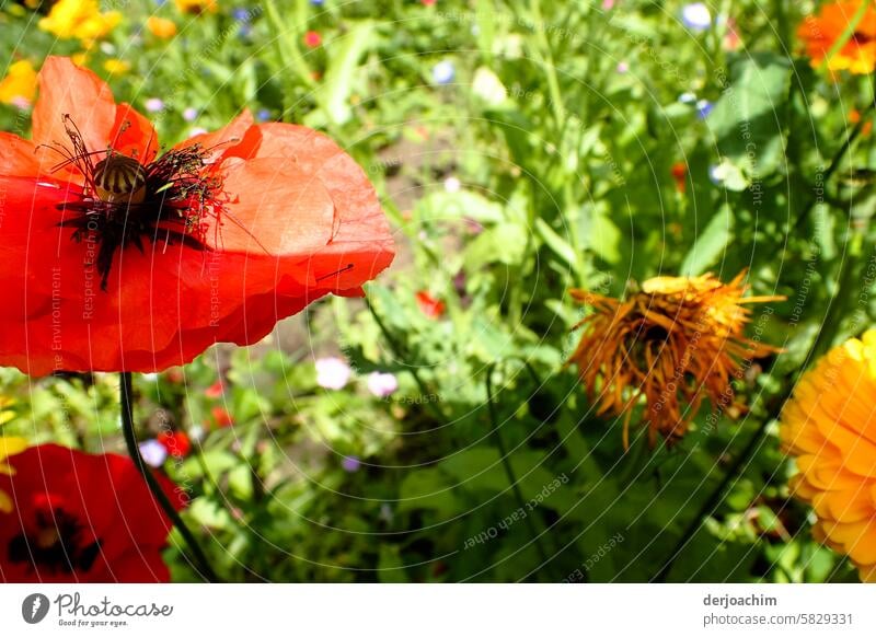 Meine Montags Lieblings Blume. Mohnblume Farbfoto Menschenleer Klatschmohn Außenaufnahme Wiese Sommer Natur Blüte Umwelt Wildpflanze Feld Mohnfeld Idylle