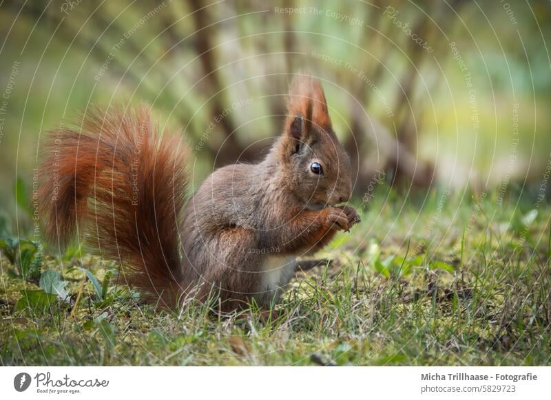 Fressendes Eichhörnchen auf der Wiese Sciurus vulgaris Wildtier Tiergesicht Fell Maul Nase Kopf Auge Ohr Pfote Krallen Schwanz Nagetiere Tierporträt Nahaufnahme