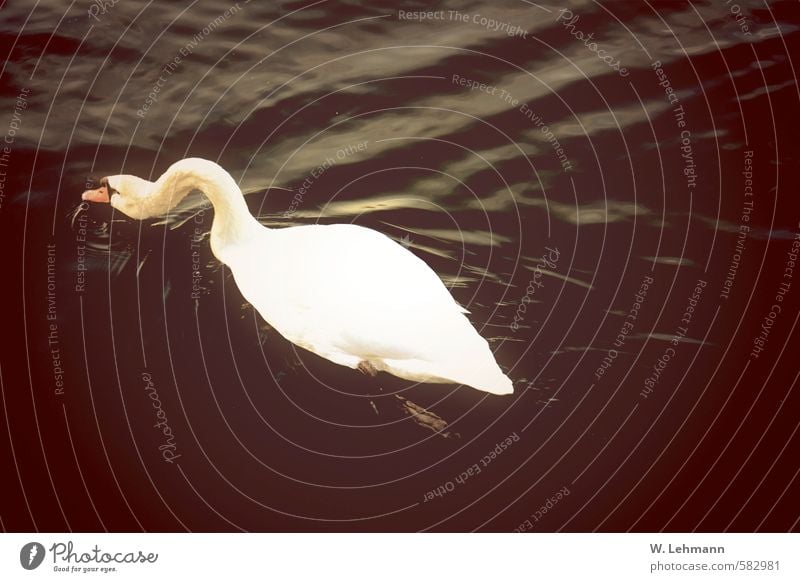 Schwan Natur Wasser Tier Wildtier 1 schwarz Farbfoto Gedeckte Farben Außenaufnahme Experiment Lomografie Menschenleer Tag Unschärfe Vogelperspektive