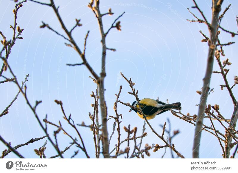 Kohlmeise auf Zweigen in einem Gebüsch. Vogelart mit schwarzem Kopf und schwarzer Brust. Finkenart. Tierfoto aus der Natur Titte Vogelarten füttern Singvogel