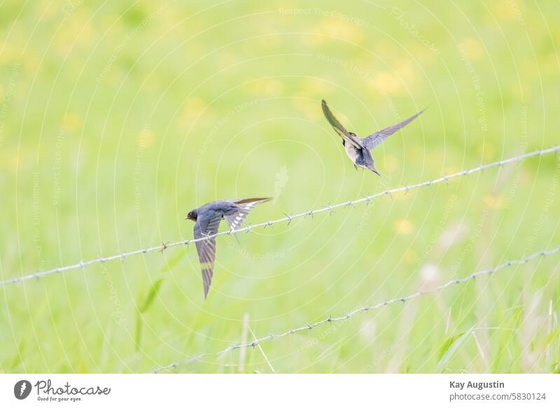 Rauchschwalben im Flug Sylt Vogelbeobachtung Farbfoto Außenaufnahme Vogelflug Natur Flügel Tierwelt Vogel im Flug Wildvogel Geschwindigkeit Gefieder Wildnis