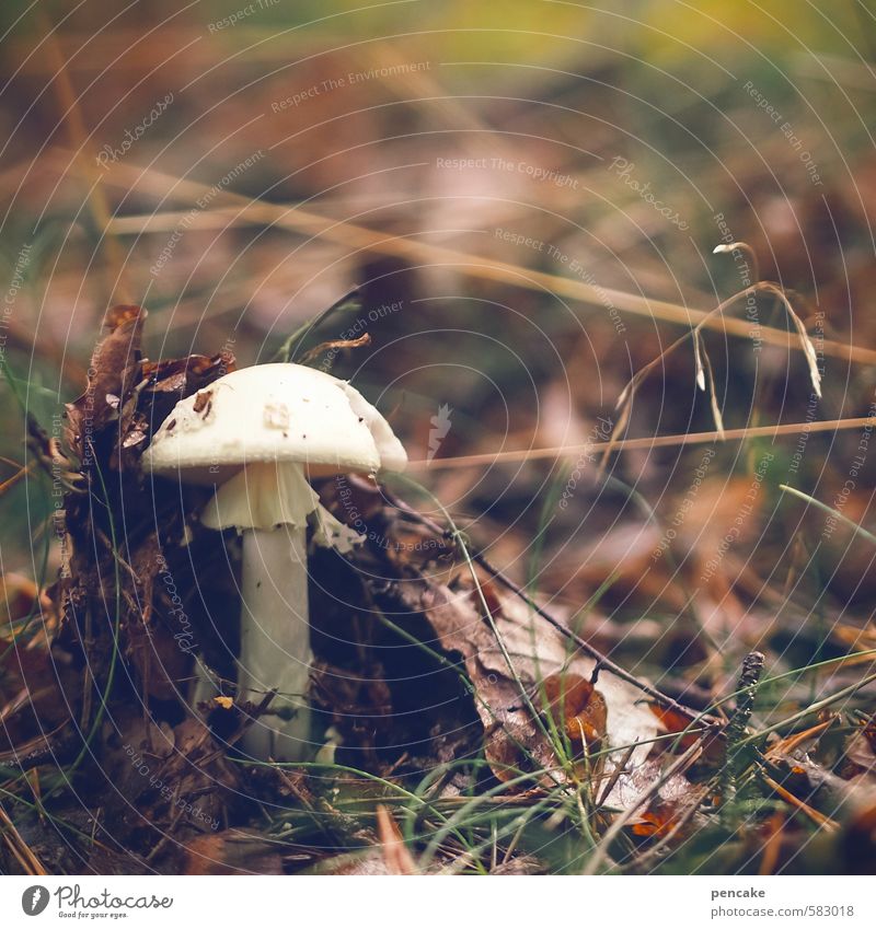 einzelgänger | durchbruch Natur Urelemente Erde Wald Zeichen Beginn Bewegung Entschlossenheit Klima Wandel & Veränderung Pilz Durchbruch Farbfoto