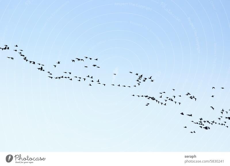 Zugvögel gänse vogelzug nonnengans nordsee nordfriesland ornithologie trupp schwarm gruppe fliegen flug jahreszeit zugvögel ordnung langstrecke himmel wolkenlos