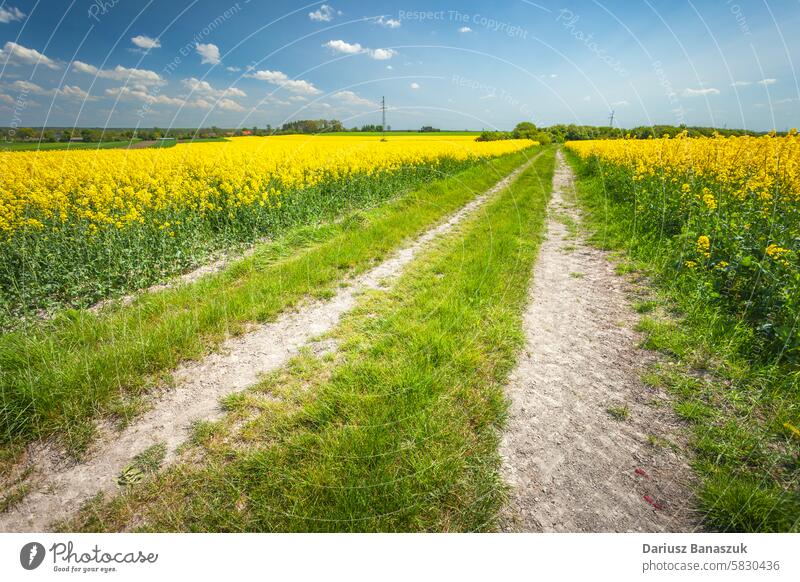 Schotterstraße zwischen gelben Rapsfeldern, Maitag in Ostpolen Straße Schmutz Feld Vergewaltigung ländlich Blume Pflanze Frühling Tag Wachstum Ackerbau Himmel