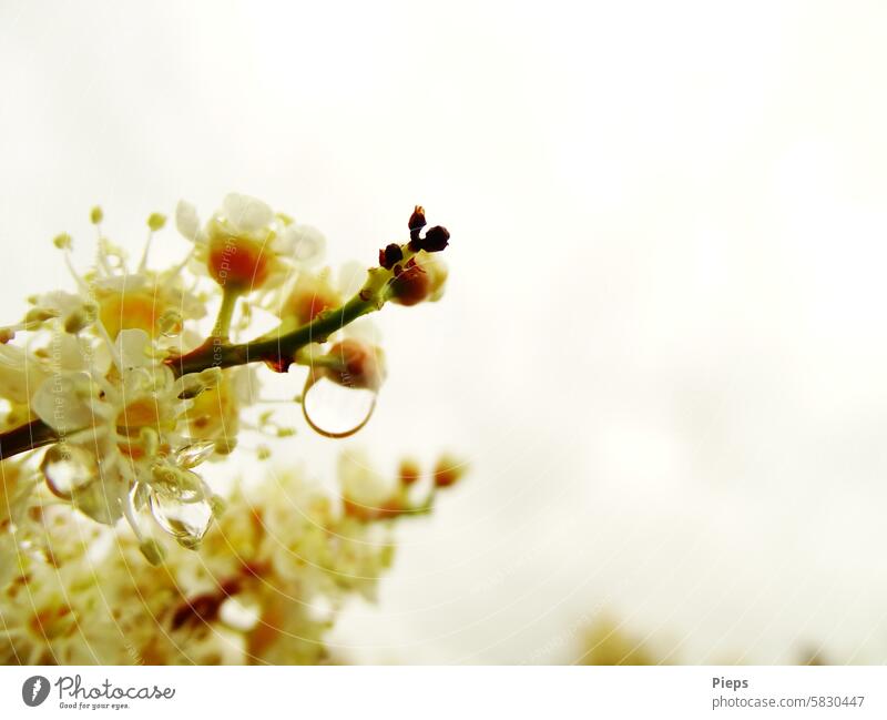 Kirschlorbeerblüten nach einem Regenschauer weiße blüte Heckenpflanze Regentropfen Pflanze nass Tropfen Neutraler Hintergrund Schauer Wetter schlechtes Wetter